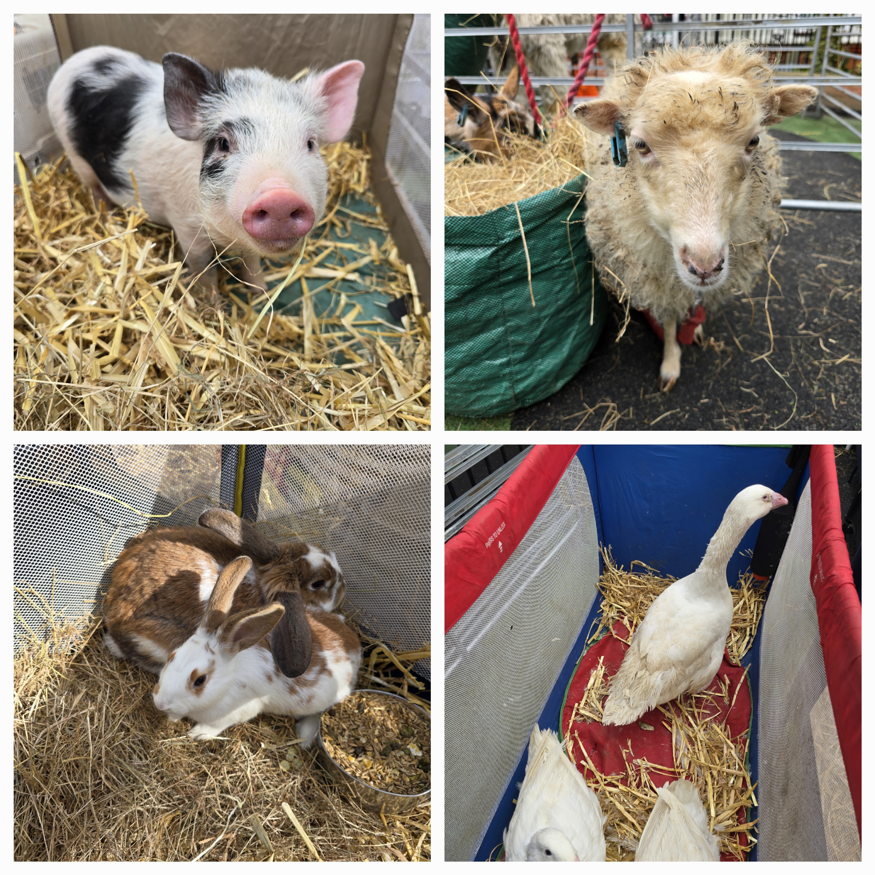 Family Farm Fun at Banana Moon Bromley